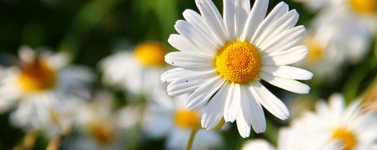 Curabitur vestibulum aliquam leo