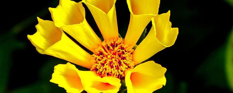 Curabitur a felis in nunc